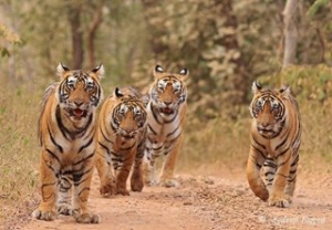 Bốn con hổ Châu Á 1 : Lợi và hại của mô hình dựa vào xuất khẩu