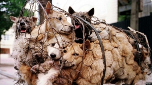 Virus viêm phổi Trung Quốc, buôn bán thịt chó và thịt mèo