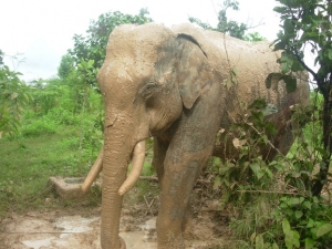 Bảo vệ thiên nhiên : dân Việt cứ đốt sống voi nhà đấy thì sao ?
