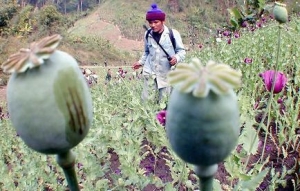 Thái-Miến và Campuchia tiêu hủy ma túy trị giá cả tỉ đô la