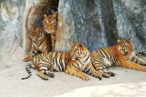 Bốn con hổ Châu Á 3 : Bất ổn xã hội có phải vì thất bại kinh tế ?